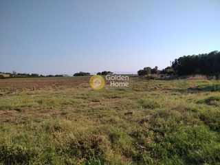 Αγροτεμάχια 10.000 τ.μ. για πώληση