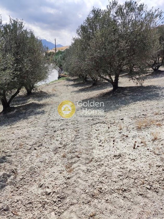 Αγροτεμάχια 3.800 τ.μ. προς πώληση, Φοινικιά