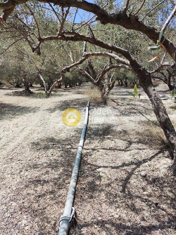 Αγροτεμάχια 3.800 τ.μ. προς πώληση, Φοινικιά