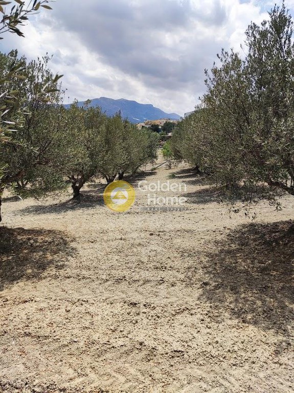 Αγροτεμάχια 3.800 τ.μ. προς πώληση, Φοινικιά