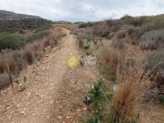 Αγροτεμάχια 4.209 τ.μ. για πώληση