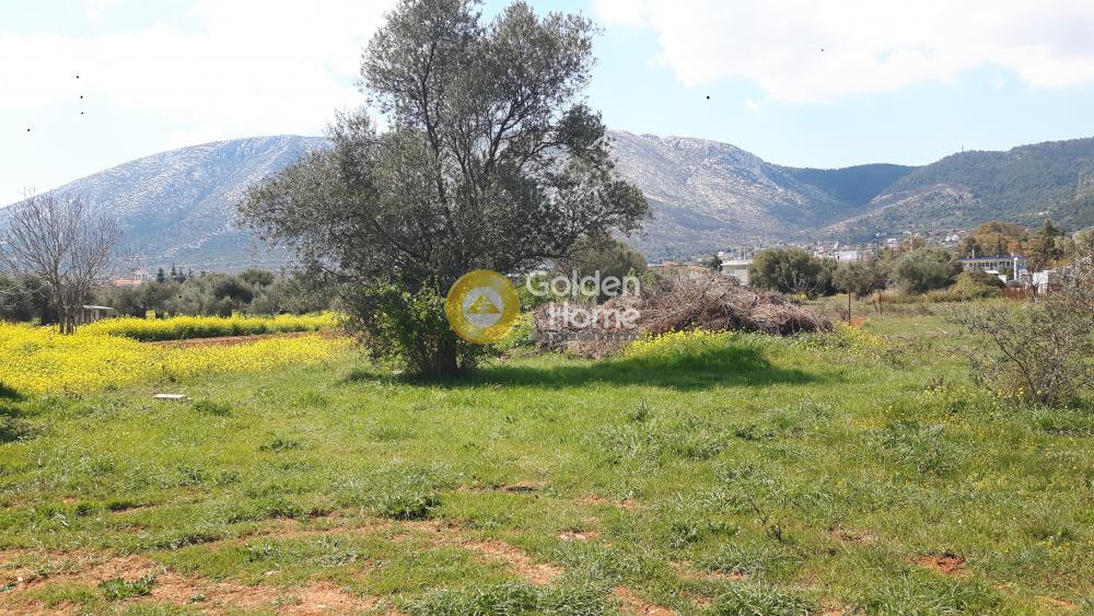 Οικόπεδο 809 τ.μ. προς πώληση, Όσιος Λουκάς