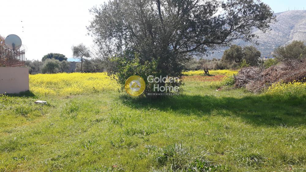 Οικόπεδο 809 τ.μ. προς πώληση, Όσιος Λουκάς