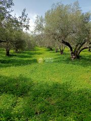 Αγροτεμάχια 1.995 τ.μ. για πώληση
