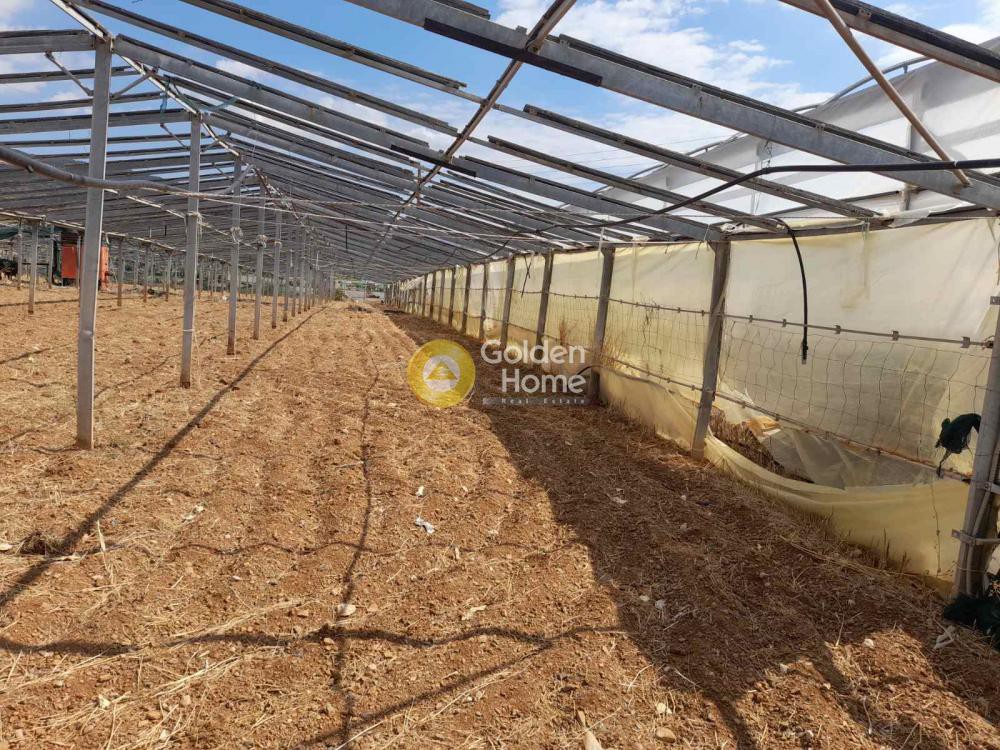 Αγροτεμάχια 3.000 τ.μ. προς πώληση, Κέντρο Αγίων Θεοδώρων