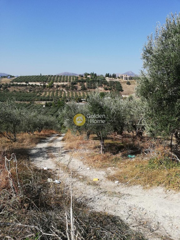 Οικόπεδο 6.000 τ.μ. προς πώληση, Αθάνατοι