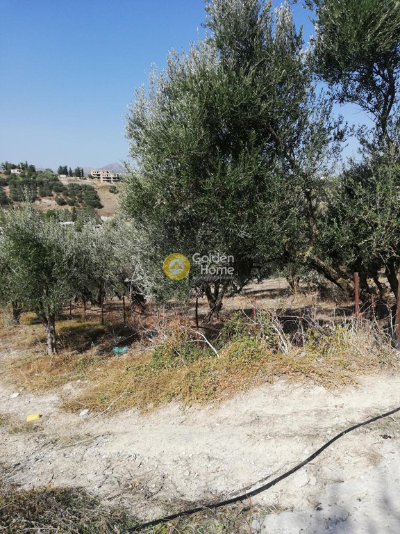 Οικόπεδο 6.000 τ.μ. προς πώληση, Αθάνατοι