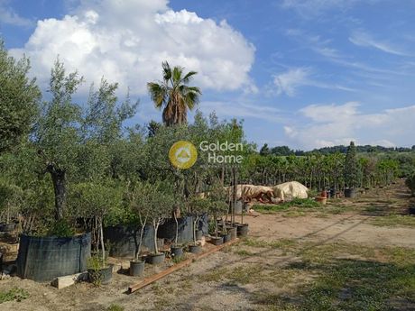 Οικόπεδο 4.579τ.μ. για πώληση-Ωρωπός » Κάμπος ωρωπού