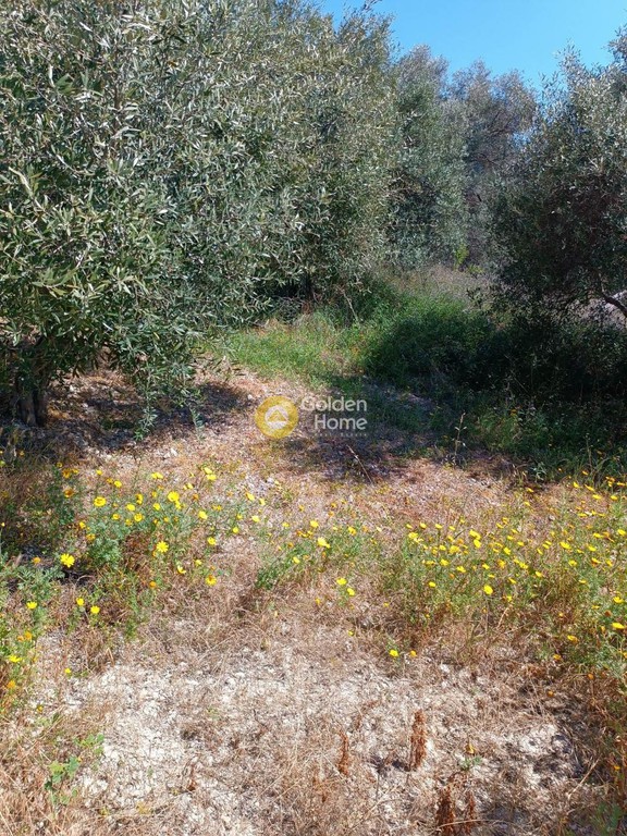 Οικόπεδο 1.500 τ.μ. προς πώληση, Βασιλείες