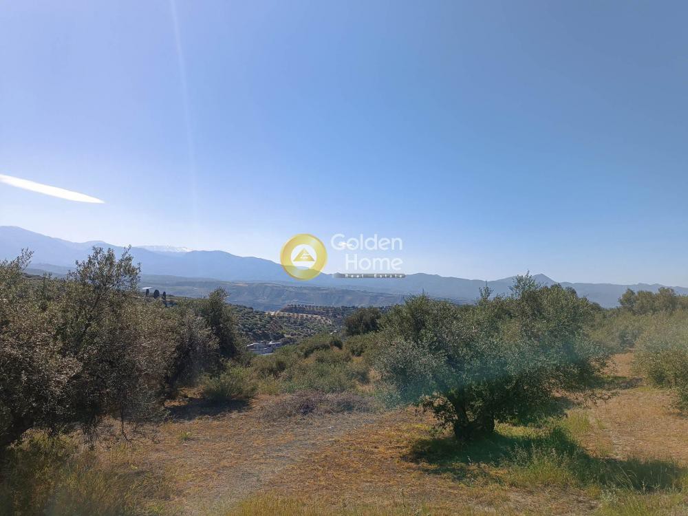 Οικόπεδο 1.500 τ.μ. προς πώληση, Βασιλείες
