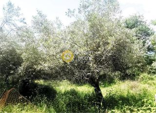 Αγροτεμάχια 5.000 τ.μ. για πώληση