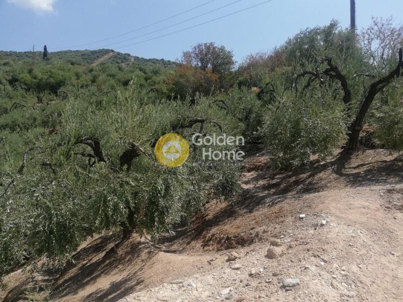 Οικόπεδο 4.000 τ.μ. προς πώληση, Λουτρά Αιδηψού