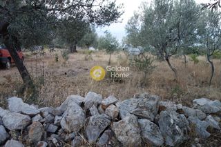 Αγροτεμάχια 4.100 τ.μ. για πώληση