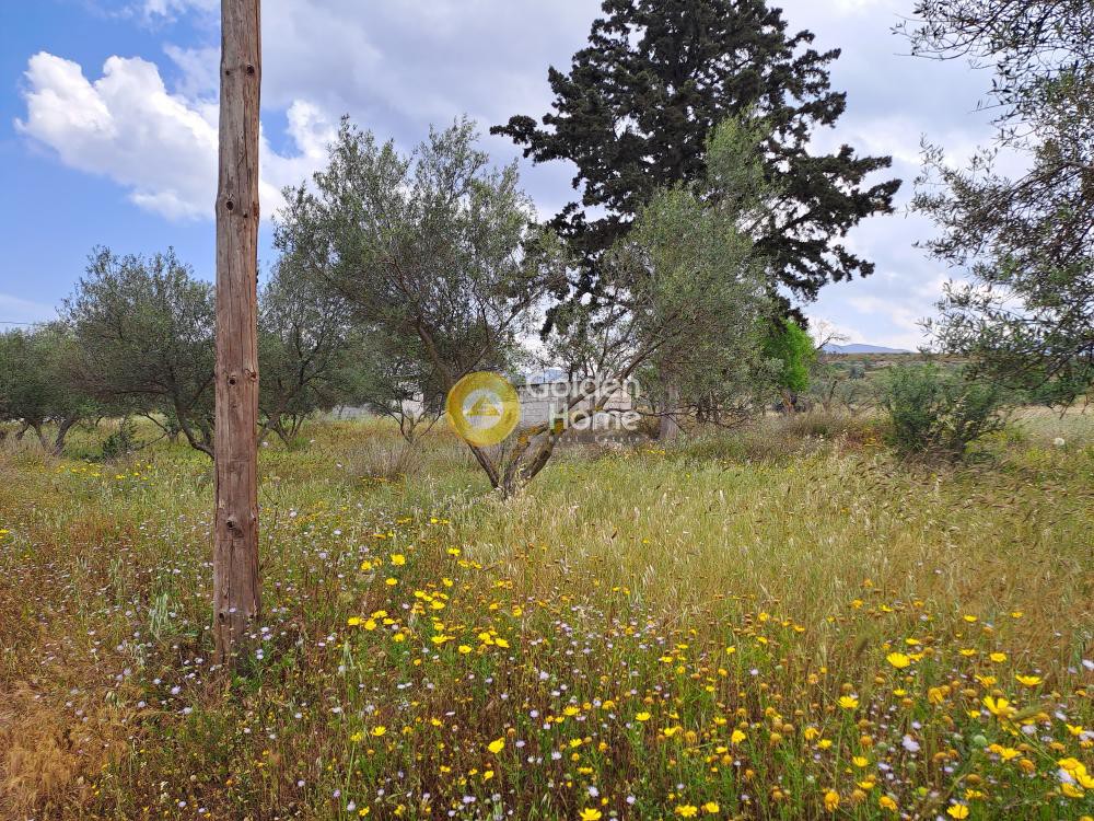 Οικόπεδο 4.500 τ.μ. προς πώληση, Εξαμίλια
