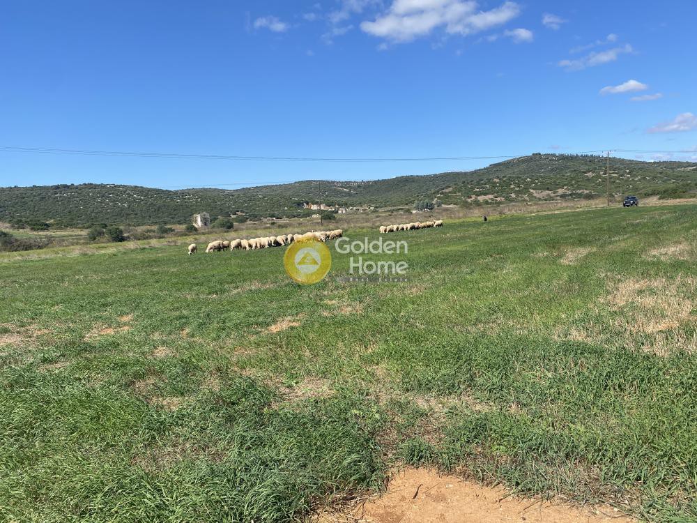 Αγροτεμάχια 5.000 τ.μ. προς ενοικίαση, Εύβοια, Δύστος