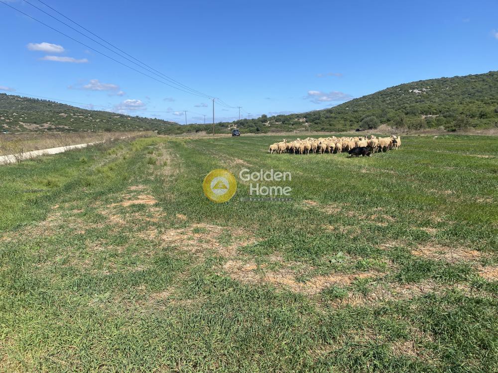 Αγροτεμάχια 5.000 τ.μ. προς ενοικίαση, Εύβοια, Δύστος