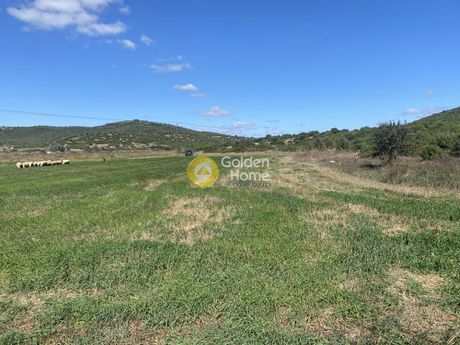 Αγροτεμάχια 5.000τ.μ. για ενοικίαση-Δύστος » Λέπουρα