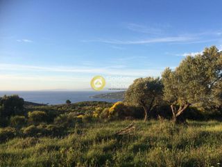 Αγροτεμάχια 7.145 τ.μ. για πώληση