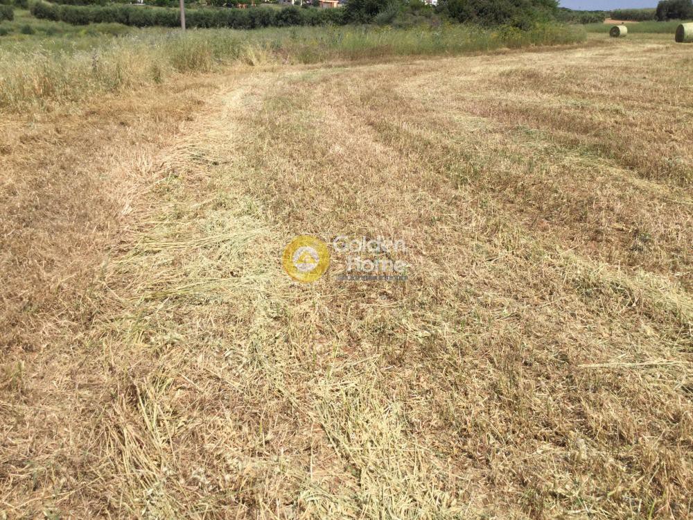 Αγροτεμάχια 11.875 τ.μ. προς πώληση, Νέα Τρίγλια