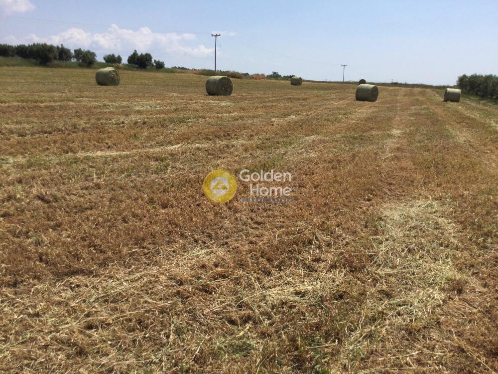 Αγροτεμάχια 11.875 τ.μ. προς πώληση, Νέα Τρίγλια