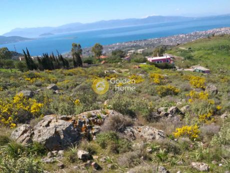 Αγροτεμάχια 14.000τ.μ. για πώληση-Αίγινα » Τζίκηδες