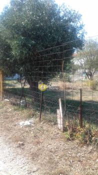 Οικόπεδο 450τ.μ. για πώληση-Αρτέμιδα (λούτσα) » Βορινέζα