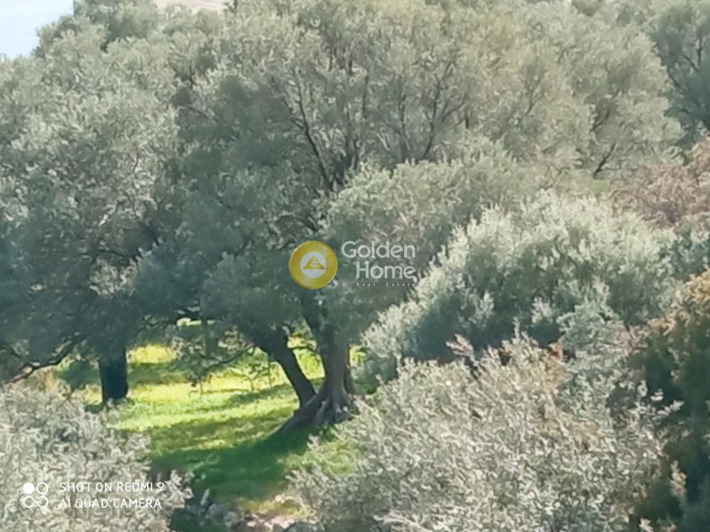 Αγροτεμάχια 13.141 τ.μ. προς πώληση, Λαλουμάς