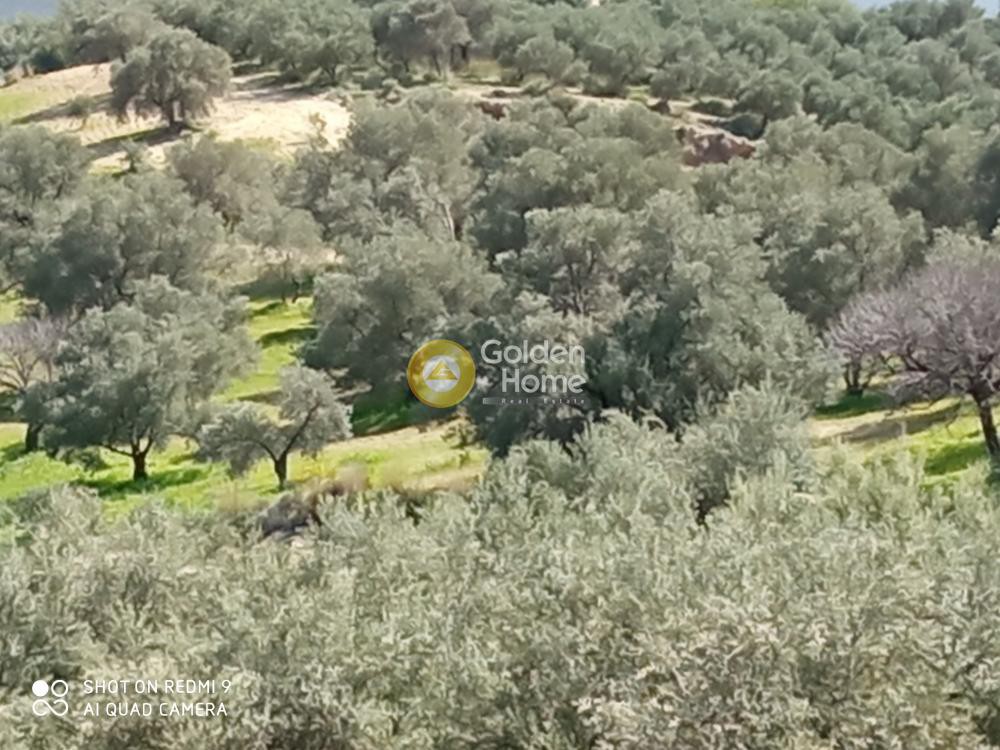 Αγροτεμάχια 13.141 τ.μ. προς πώληση, Λαλουμάς
