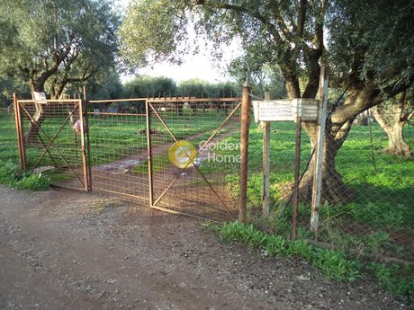 Αγροτεμάχια 5.350τ.μ. για πώληση-Αιγιάλεια » Δημητρόπουλο