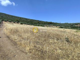 Αγροτεμάχια 10.013 τ.μ. για πώληση