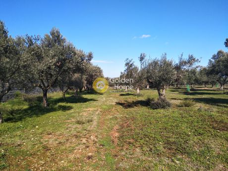 Αγροτεμάχια 1.500τ.μ. για πώληση-Παιανία » Βιο.πα