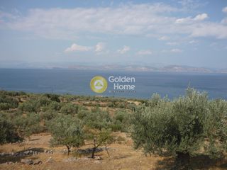 Αγροτεμάχια 6.250 τ.μ. για πώληση