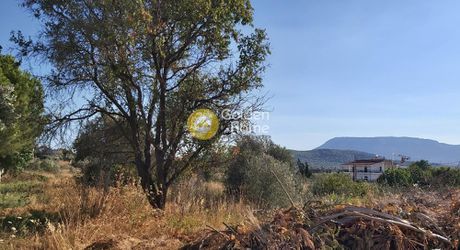 Αγροτεμάχια 5.295τ.μ. για πώληση-Σπάτα » Χριστούπολη
