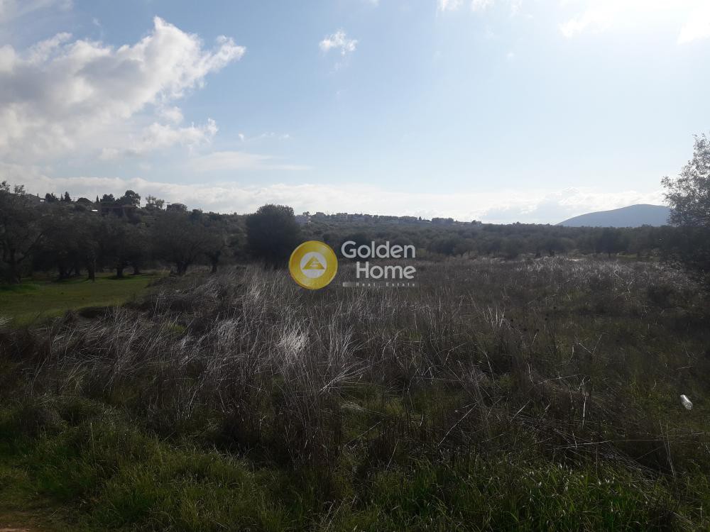 Οικόπεδο 5.000 τ.μ. προς πώληση, Δροσιά Ανθηδώνος