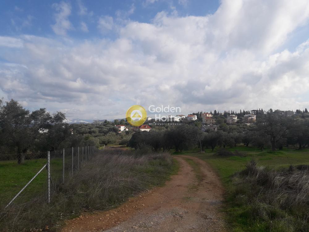 Οικόπεδο 5.000 τ.μ. προς πώληση, Δροσιά Ανθηδώνος
