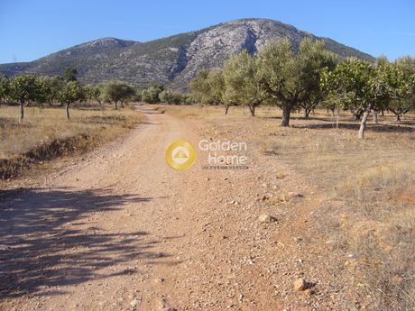 Αγροτεμάχια 1.335 τ.μ. για πώληση