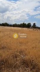 Αγροτεμάχια 8.295 τ.μ. για πώληση