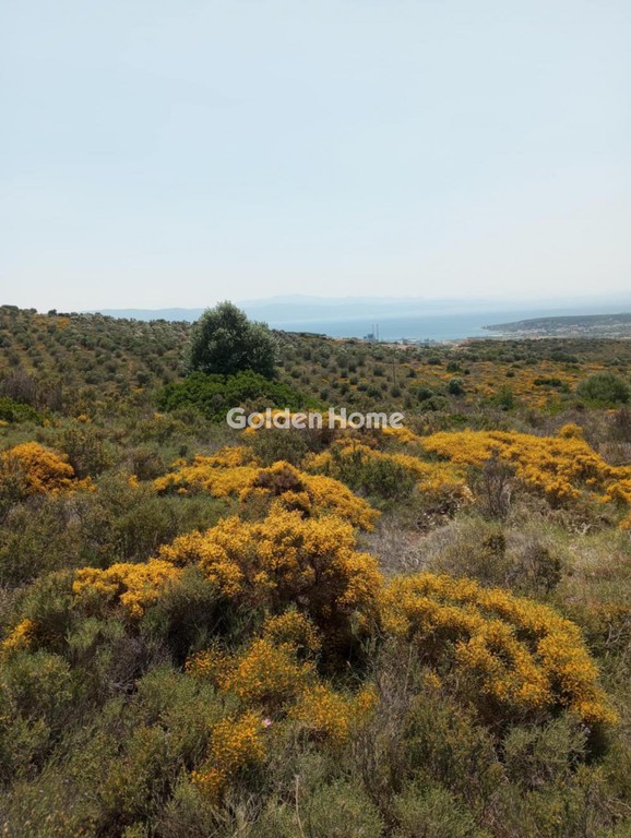 Αγροτεμάχια 5.058 τ.μ. προς πώληση, Κατακαλός