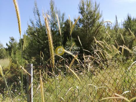 Land plot 4.500sqm for sale-Nea Erithraia » Mortero