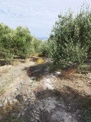 Οικόπεδο 6.000 τ.μ. για πώληση
