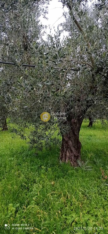 Οικόπεδο 10.000 τ.μ. πρός πώληση, Αιτωλοακαρνανία, Ιερά Πόλη Μεσολογγίου
