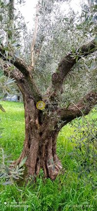 Land plot 10.000 sqm for sale, Aetolia & Acarnania, Iera Poli Messologiou