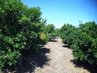 Αγροτεμάχια 981 τ.μ. για πώληση, Αχαΐα, Αίγιο-thumb-4