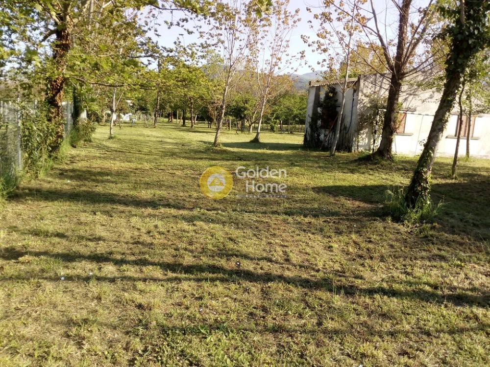 Αγροτεμάχια 4.500 τ.μ. προς πώληση, Χρυσή Ακτή Αρναίας