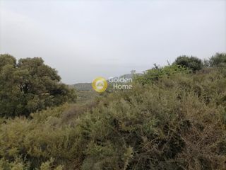 Αγροτεμάχια 2.000 τ.μ. για πώληση
