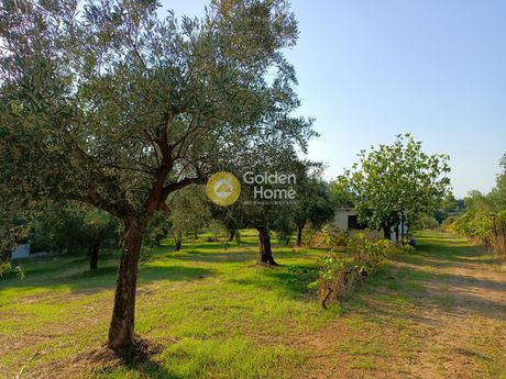 Parcel 6.000sqm for sale-Oropos » Nea Politeia