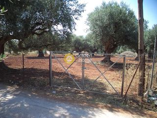 Αγροτεμάχια 2.000 τ.μ. για πώληση