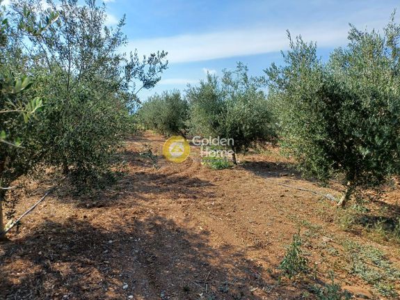 Αγροτεμάχια 60.000 τ.μ. για πώληση, Βοιωτία, Θήβα