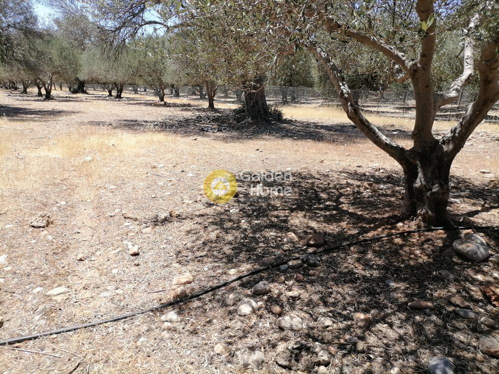 Οικόπεδο 5.000 τ.μ. προς πώληση, Μονόχωρο