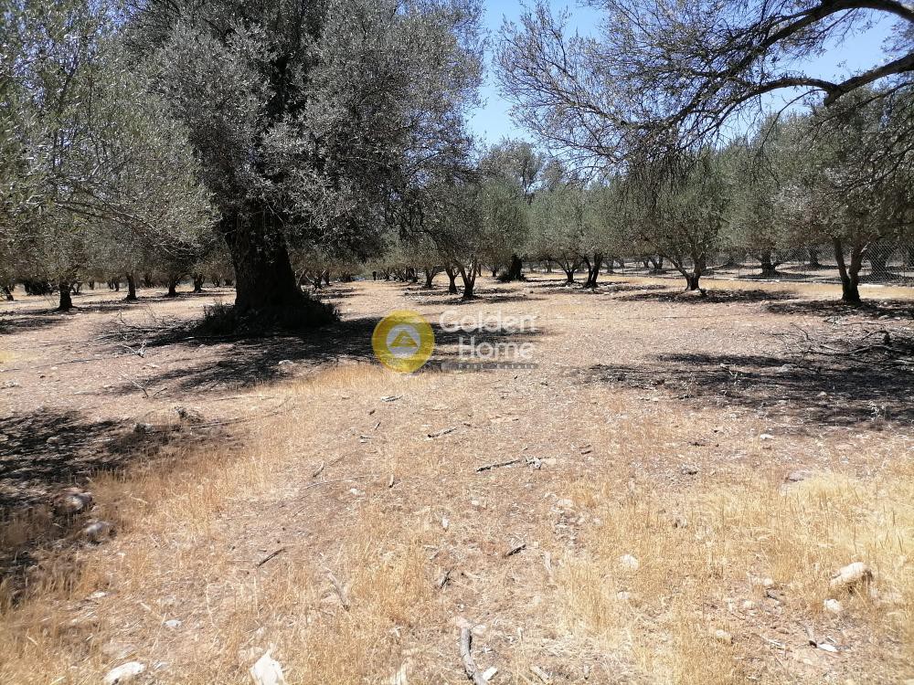 Οικόπεδο 5.000 τ.μ. προς πώληση, Μονόχωρο